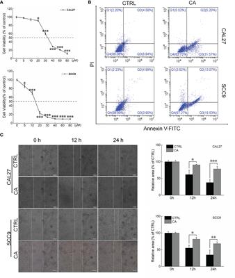 Carnosic Acid Suppresses the Development of Oral Squamous Cell Carcinoma via Mitochondrial-Mediated Apoptosis